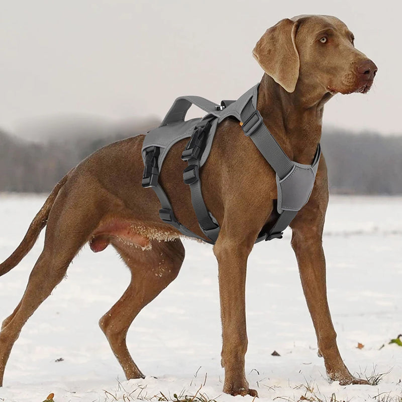 Coleira Peitoral Giant - Cachorro Grande