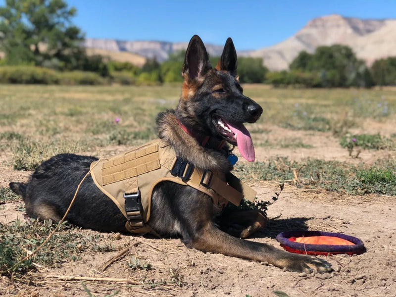 Peitoral Militar K9 - Cachorro Grande