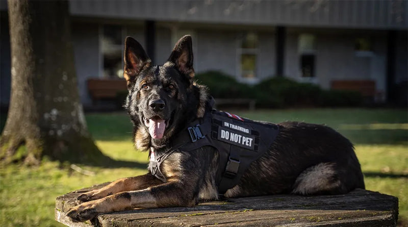 Peitoral Militar K9 - Cachorro Grande