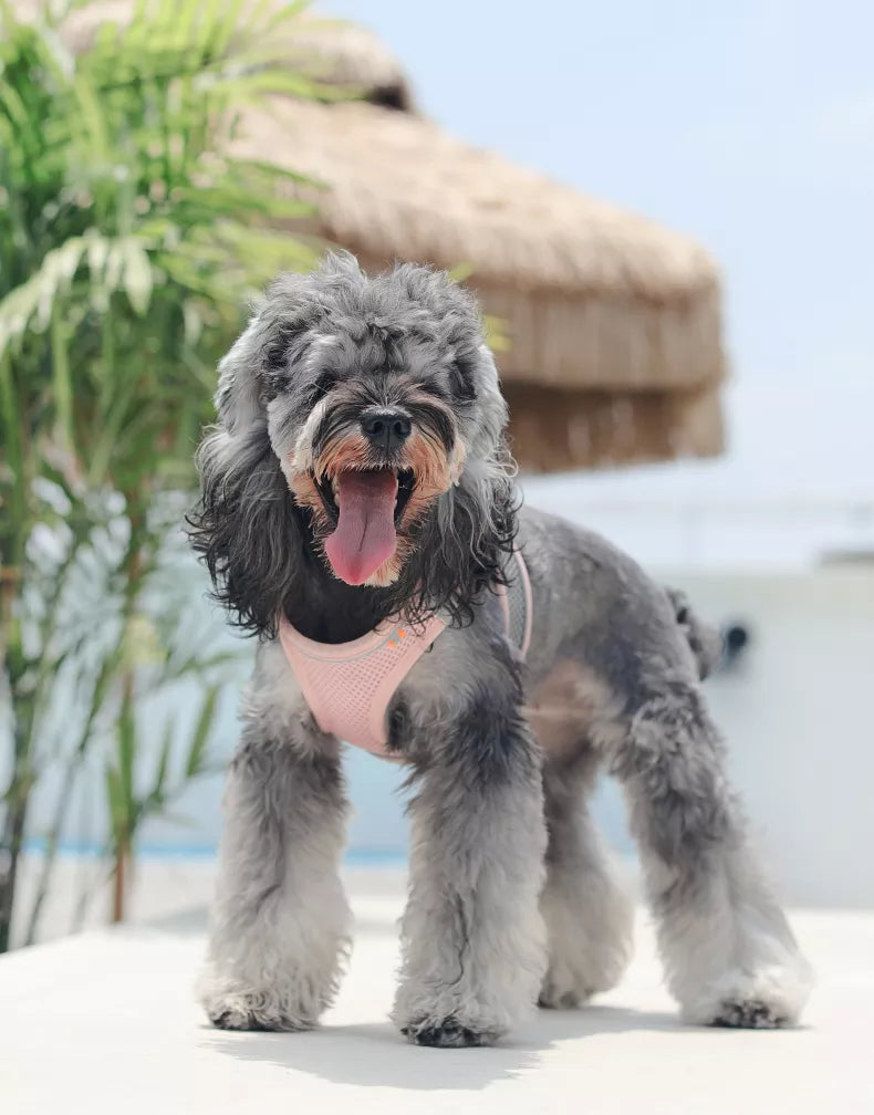 Guia & Peitoral Pet Respirável - Confortável e Refrescante